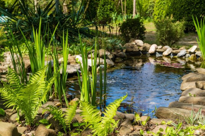 Snívate o rybníku v záhrade? Čo presne treba vedieť o takom jazierku?