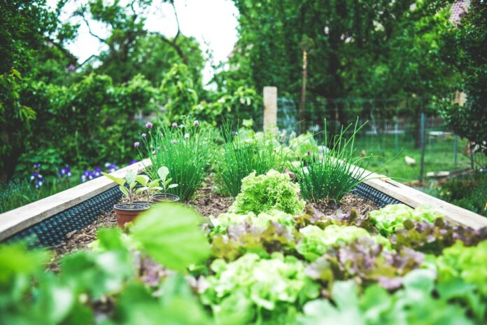Rozvíjanie krásy a udržateľnosti vašej záhrady: Význam a tipy pre terénne úpravy