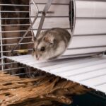 Rozdiely v chove škrečka a kanárika – tipy na starostlivosť o hlodavce a vtáky.